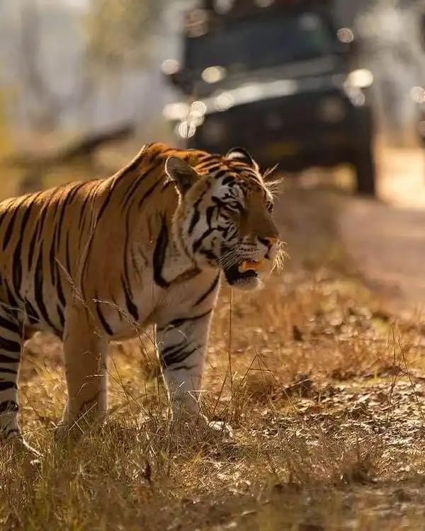 Ranthambore